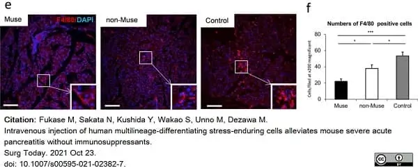 Anti Mouse F4/80 Antibody, clone Cl:A3-1 gallery image 81