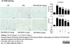 Anti Mouse F4/80 Antibody, clone Cl:A3-1 gallery image 82