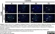 Anti Mouse F4/80 Antibody, clone Cl:A3-1 gallery image 85