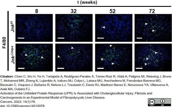 Anti Mouse F4/80 Antibody, clone Cl:A3-1 gallery image 85