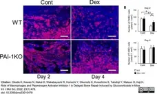 Anti Mouse F4/80 Antibody, clone Cl:A3-1 gallery image 86