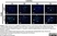 Anti Mouse F4/80 Antibody, clone Cl:A3-1 thumbnail image 85