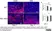 Anti Mouse F4/80 Antibody, clone Cl:A3-1 thumbnail image 86