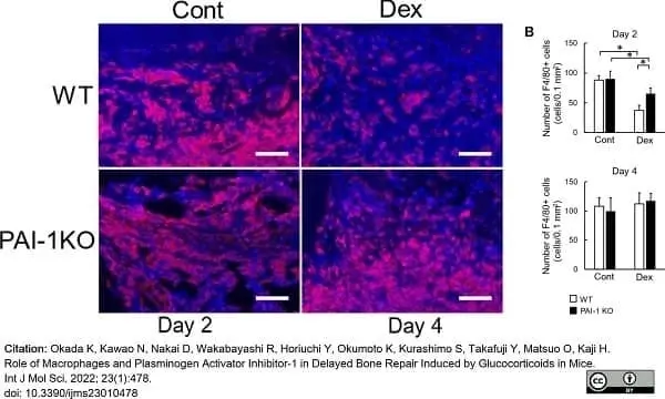 Anti Mouse F4/80 Antibody, clone Cl:A3-1 gallery image 86
