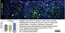 Anti Mouse F4/80 Antibody, clone Cl:A3-1 gallery image 89