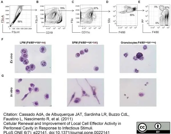 Anti Mouse F4/80 Antibody, clone Cl:A3-1 gallery image 9