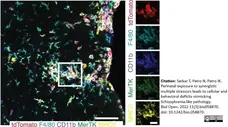 Anti Mouse F4/80 Antibody, clone Cl:A3-1 gallery image 90