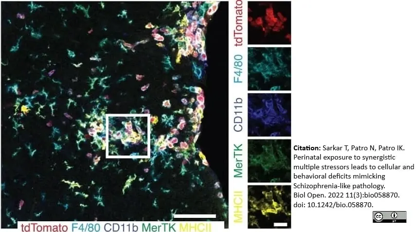Anti Mouse F4/80 Antibody, clone Cl:A3-1 gallery image 90