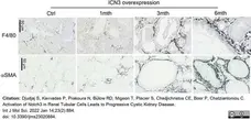 Anti Mouse F4/80 Antibody, clone Cl:A3-1 gallery image 91