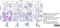 Anti Mouse F4/80 Antibody, clone Cl:A3-1 gallery image 96