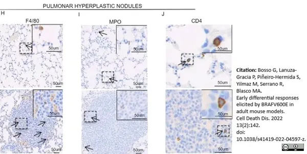 Anti Mouse F4/80 Antibody, clone Cl:A3-1 gallery image 98