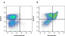 Anti Mouse Gr-1 Antibody, clone RB6-8C5 gallery image 1