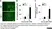Anti Mouse Gr-1 Antibody, clone RB6-8C5 thumbnail image 11