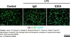 Anti Mouse Gr-1 Antibody, clone RB6-8C5 gallery image 14