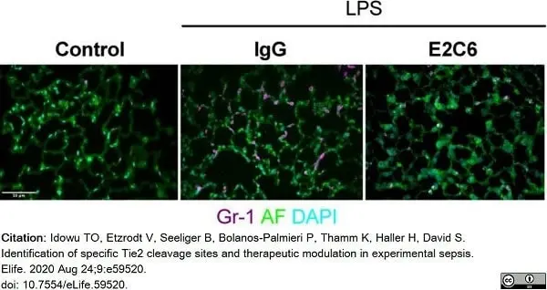 Anti Mouse Gr-1 Antibody, clone RB6-8C5 gallery image 14