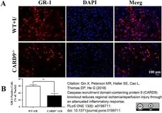 Anti Mouse Gr-1 Antibody, clone RB6-8C5 gallery image 15