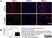 Anti Mouse Gr-1 Antibody, clone RB6-8C5 thumbnail image 14