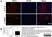 Anti Mouse Gr-1 Antibody, clone RB6-8C5 thumbnail image 15