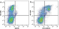 Anti Mouse Gr-1 Antibody, clone RB6-8C5 gallery image 19