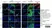Anti Mouse Gr-1 Antibody, clone RB6-8C5 thumbnail image 22