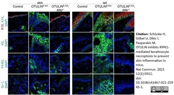 Anti Mouse Gr-1 Antibody, clone RB6-8C5 gallery image 22