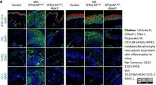 Anti Mouse Gr-1 Antibody, clone RB6-8C5 gallery image 23