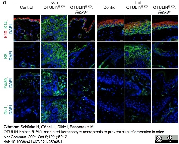 Anti Mouse Gr-1 Antibody, clone RB6-8C5 thumbnail image 23