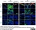 Anti Mouse Gr-1 Antibody, clone RB6-8C5 thumbnail image 24