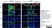 Anti Mouse Gr-1 Antibody, clone RB6-8C5 thumbnail image 24