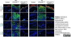 Anti Mouse Gr-1 Antibody, clone RB6-8C5 gallery image 25