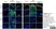 Anti Mouse Gr-1 Antibody, clone RB6-8C5 thumbnail image 25