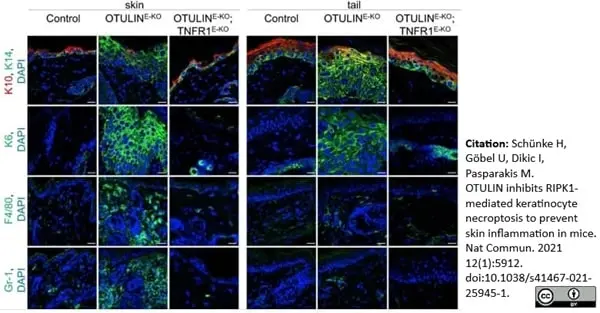 Anti Mouse Gr-1 Antibody, clone RB6-8C5 gallery image 25