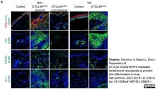 Anti Mouse Gr-1 Antibody, clone RB6-8C5 gallery image 26