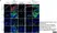 Anti Mouse Gr-1 Antibody, clone RB6-8C5 thumbnail image 26