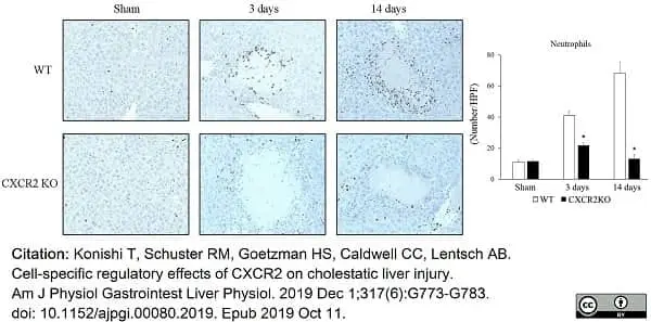 Anti Mouse Gr-1 Antibody, clone RB6-8C5 gallery image 27