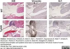 Anti Mouse Gr-1 Antibody, clone RB6-8C5 gallery image 30