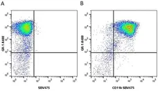 Anti Mouse Gr-1 Antibody, clone RB6-8C5 gallery image 31