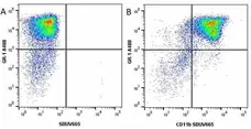 Anti Mouse Gr-1 Antibody, clone RB6-8C5 gallery image 34
