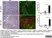 Anti Mouse Gr-1 Antibody, clone RB6-8C5 thumbnail image 35