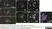 Anti Mouse Gr-1 Antibody, clone RB6-8C5 thumbnail image 6