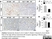 Anti Mouse Gr-1 Antibody, clone RB6-8C5 thumbnail image 6