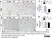 Anti Mouse Gr-1 Antibody, clone RB6-8C5 thumbnail image 7