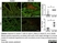Anti Mouse Gr-1 Antibody, clone RB6-8C5 thumbnail image 7