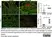 Anti Mouse Gr-1 Antibody, clone RB6-8C5 thumbnail image 8