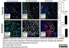 Anti Mouse Gr-1 Antibody, clone RB6-8C5 gallery image 9