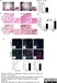 Anti Mouse Gr-1 Antibody, clone RB6-8C5 thumbnail image 9