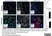 Anti Mouse Gr-1 Antibody, clone RB6-8C5 thumbnail image 9