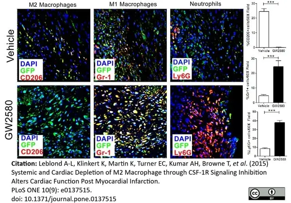 Anti Mouse Gr-1 Antibody, clone RB6-8C5 gallery image 9