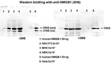 Anti High Mobility Group Protein B1 Antibody, clone HMG1-5H6 gallery image 1