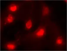 Anti High Mobility Group Protein B1 Antibody, clone HMG1-5H6 gallery image 2